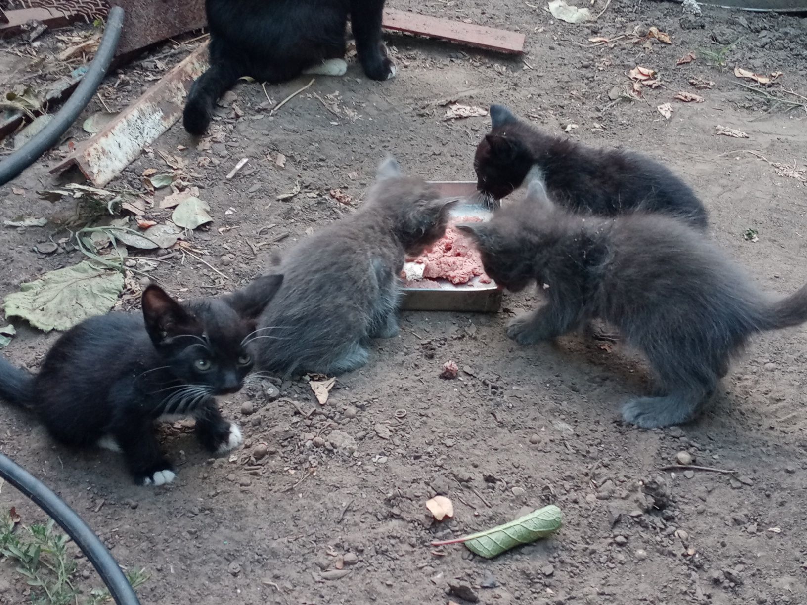 котята породистые