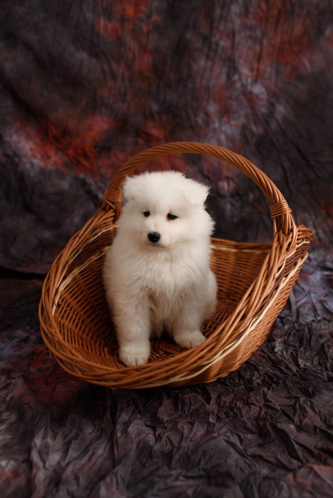 Szczenię rasy samoyed