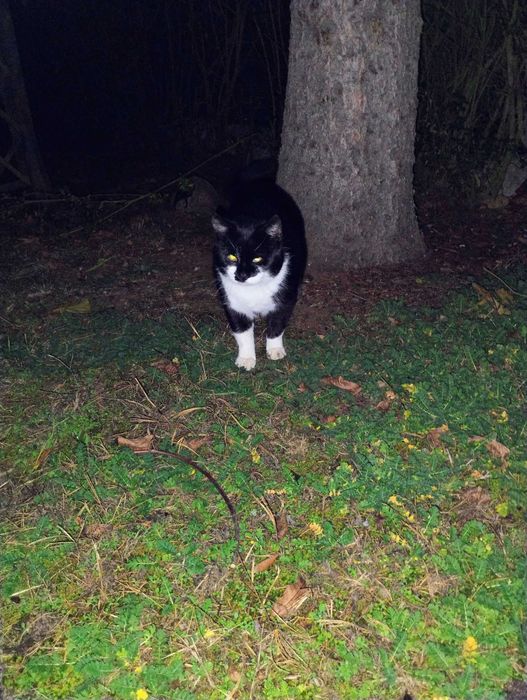 Poszukiwany dom tymczasowy dla kocura