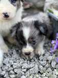 Piesek Border Collie DO REZERWACJI
