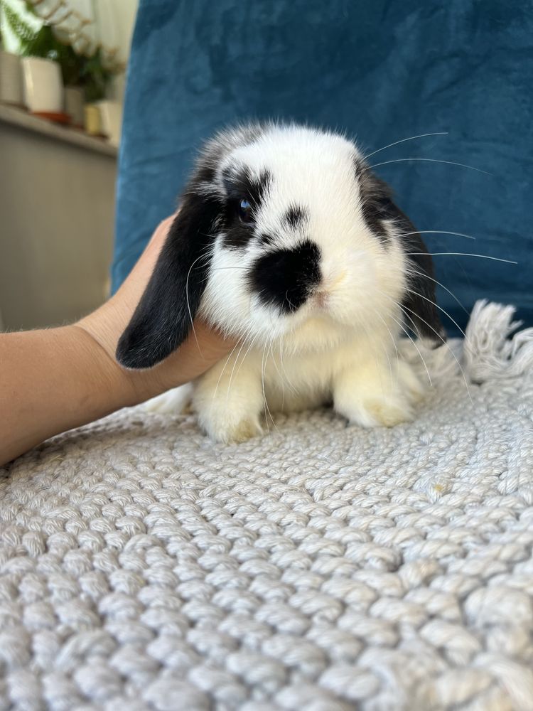 Czarno-biały (butterfly) mini lop! Hodowla zarejestrowana