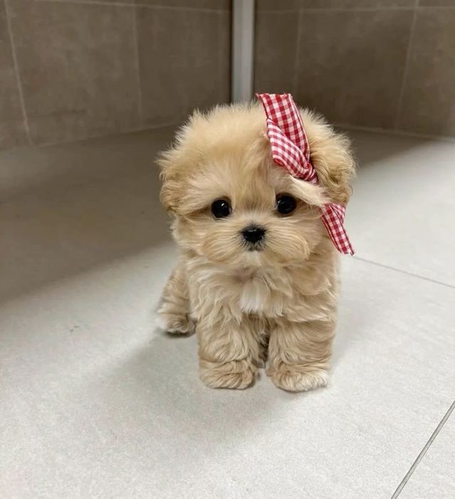 Мальтипу міні дівчинка f1