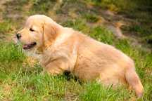 Chłopczyk linii Amerykański Golden Retriever