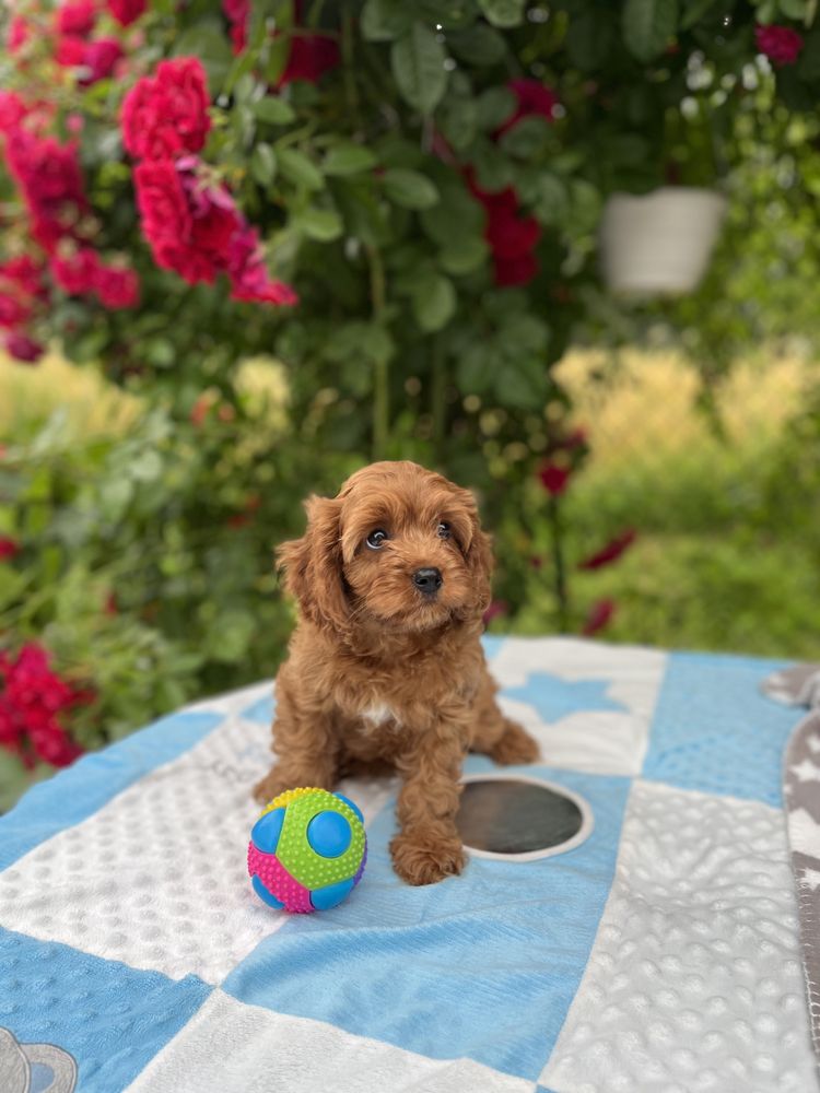Cavapoo pudel&cavalier juz do odbioru