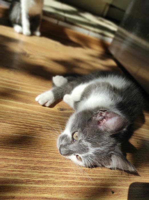 Кошеня котик в хороші руки