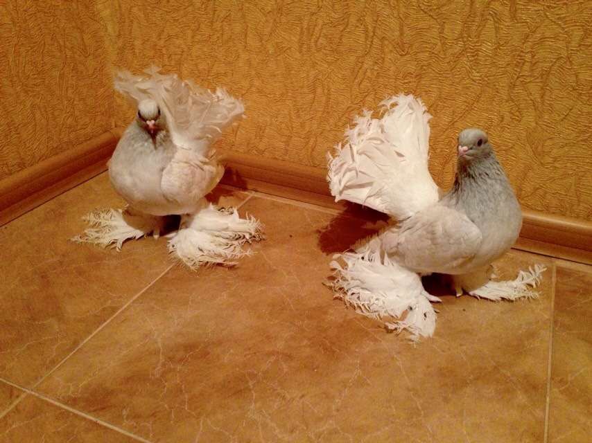 Продам голубів різних порід