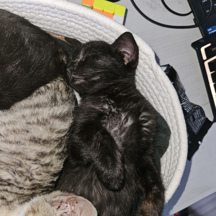 Kocia gwiazdeczka szuka domu