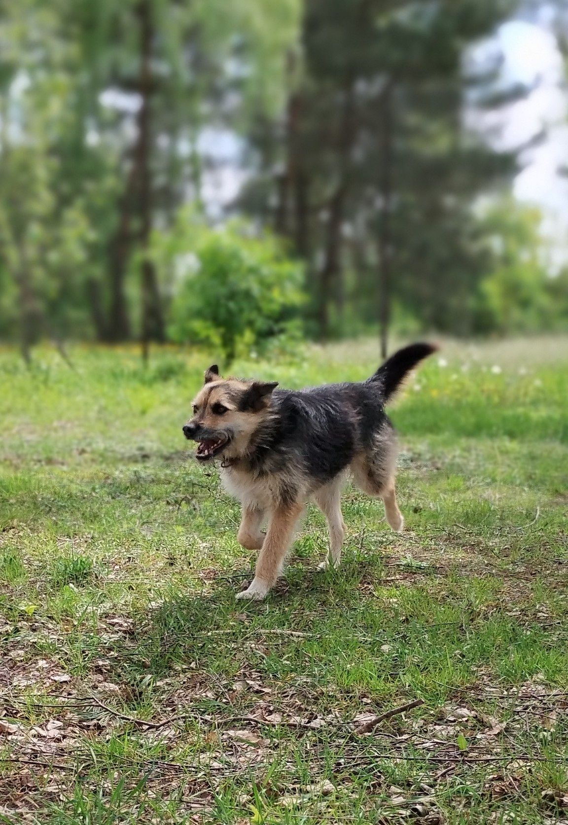 Pongo szuka domu