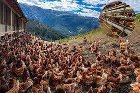 Kury nioski młode z JAJEM z dowozem prosto od Hodowcy. PROSZĘ DZWONIĆ