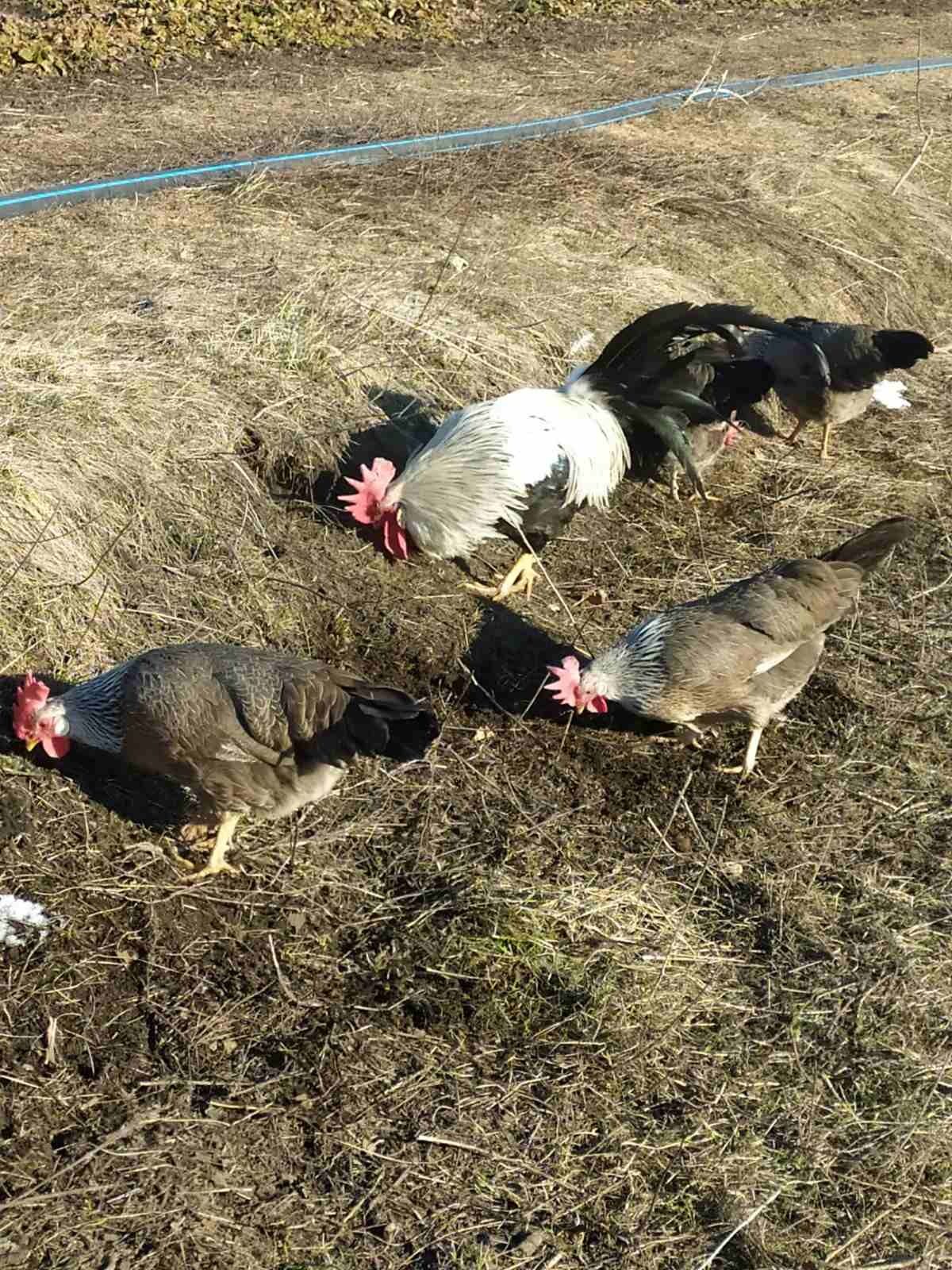 Інкубаційне яйце, легорн сріблястий