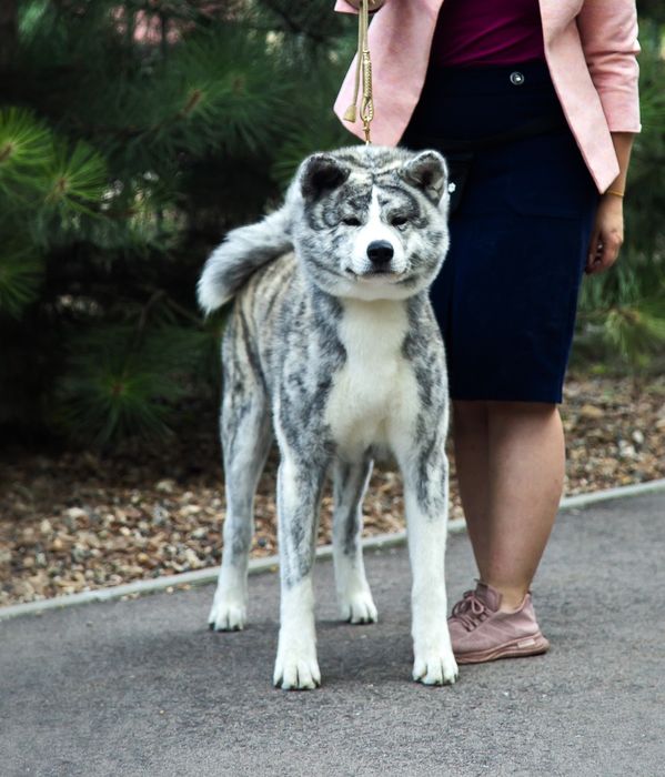 Кобель Акита ину на вязку.