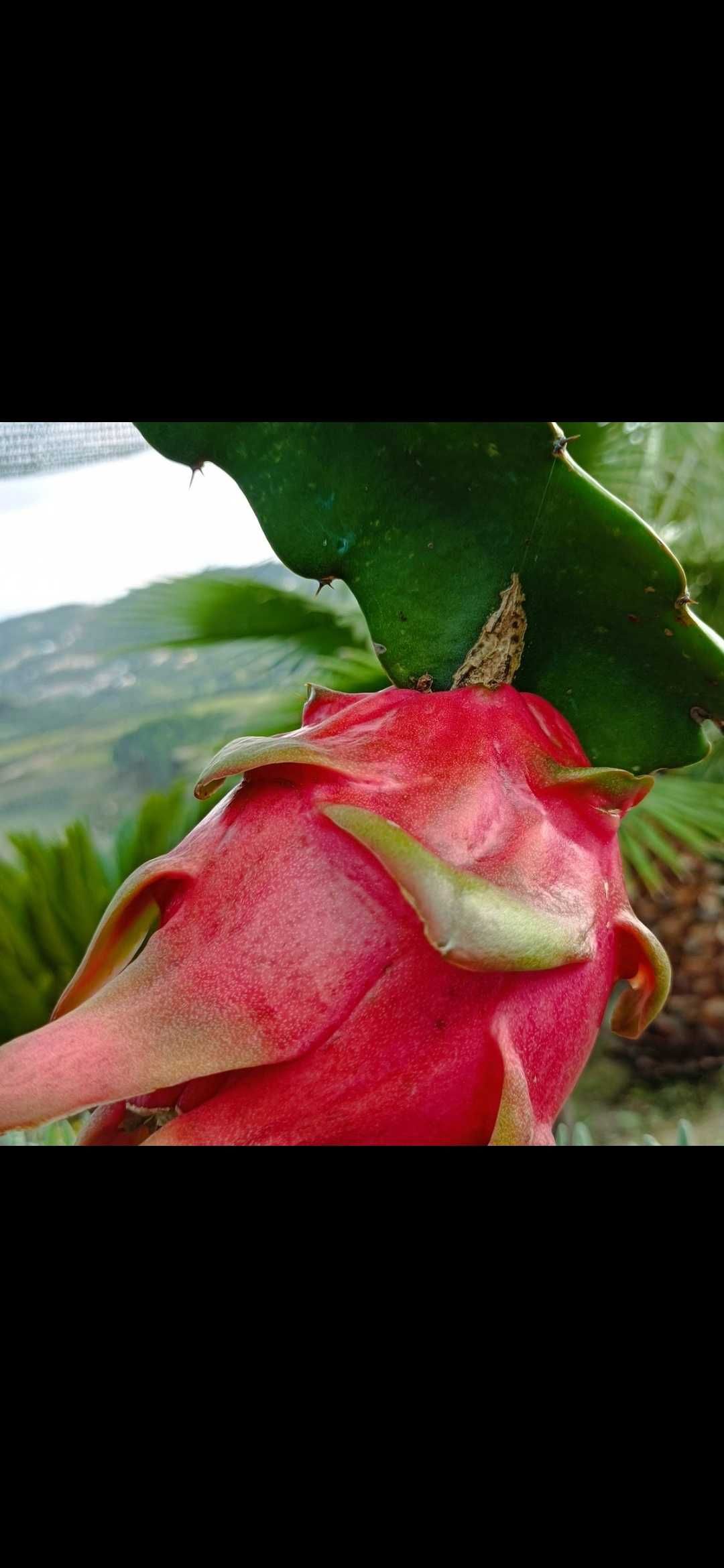 Mudas de pitayas