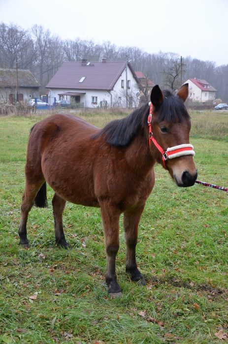 Kantar z futerkiem hkm czerwony