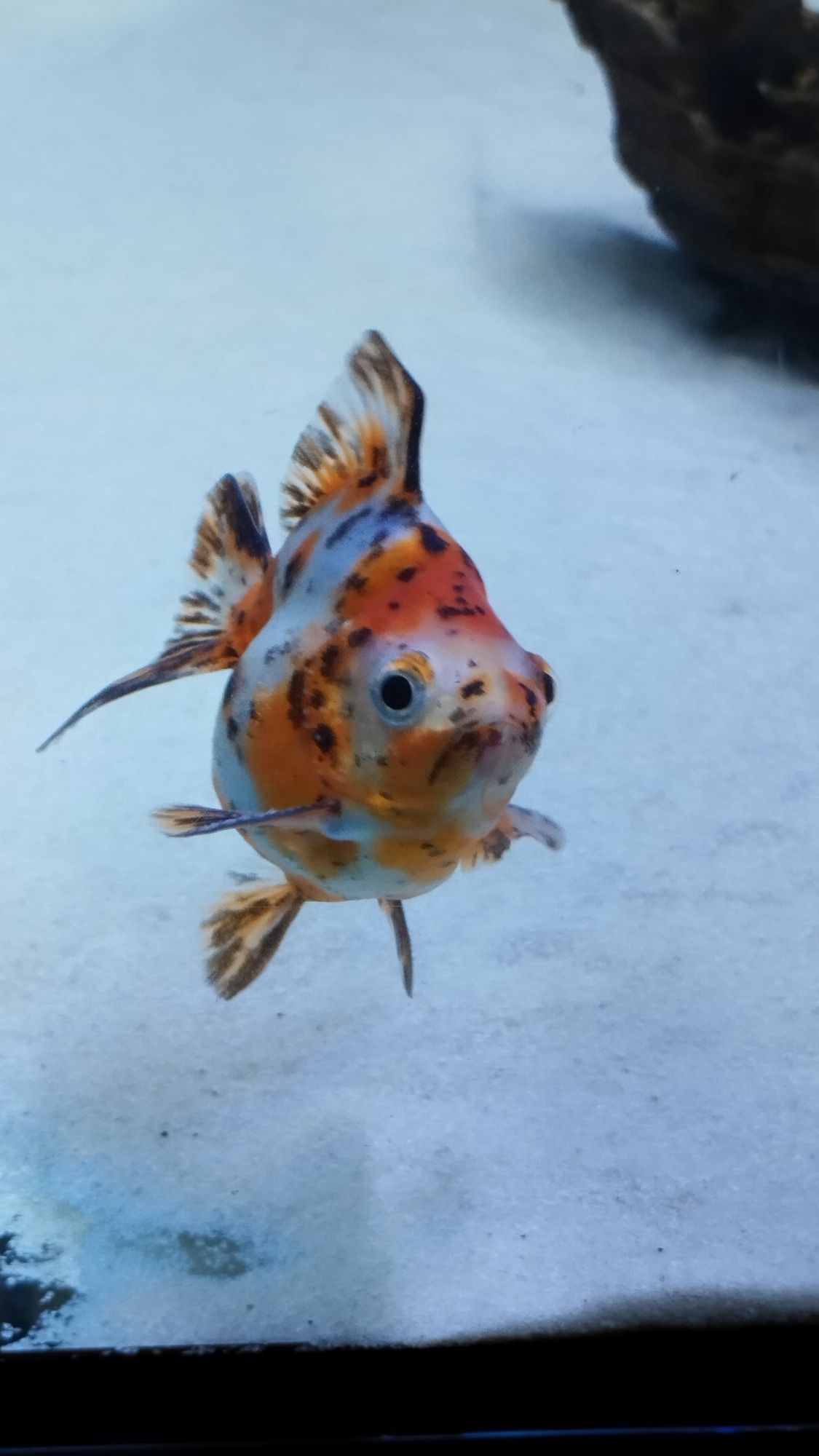 Peixe (goldfish) de água fria ryukin