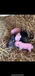 Mini Pig disponíveis