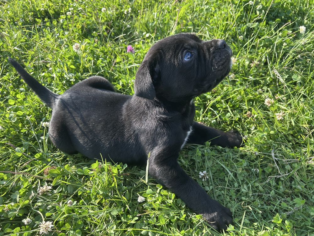 Szczenie cane corso do odbioru pochodzenie FCI
