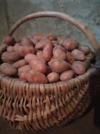 Ziemniaki sadzeniaki ekologiczne