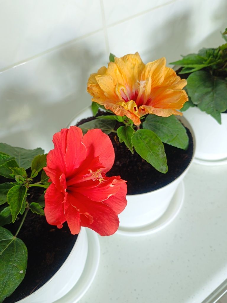 Hibiskusy piękne rosliny, róża chińska, hibiscus