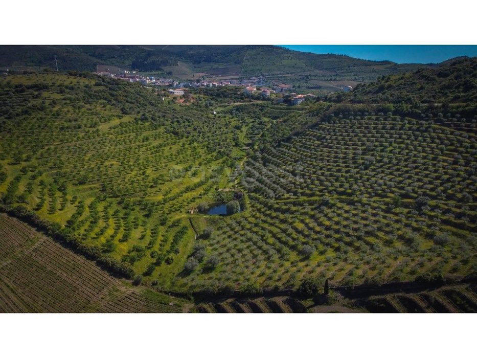 Magnifico terreno agricola com olival e amendoal na região do Douro...