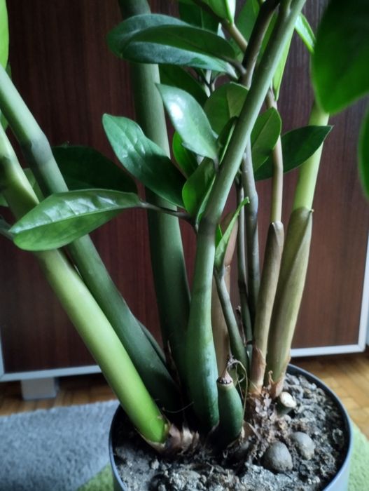 Piękny duży Zamiokulkas około 70 cm