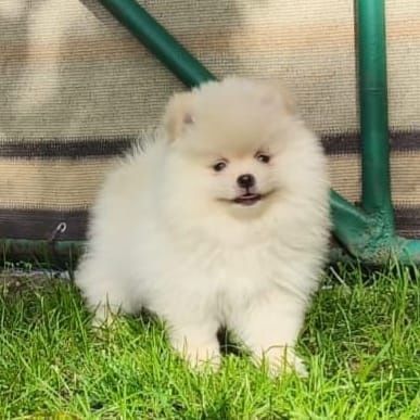 Szpic miniaturowy pomeranian