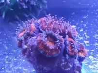 acanthastrea lordhowensis czerwona