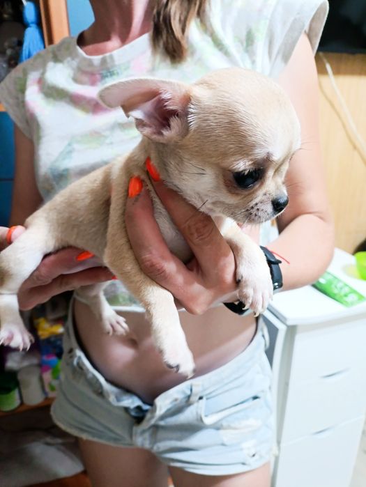 Тримісячні чіхуахуа,3 виводки