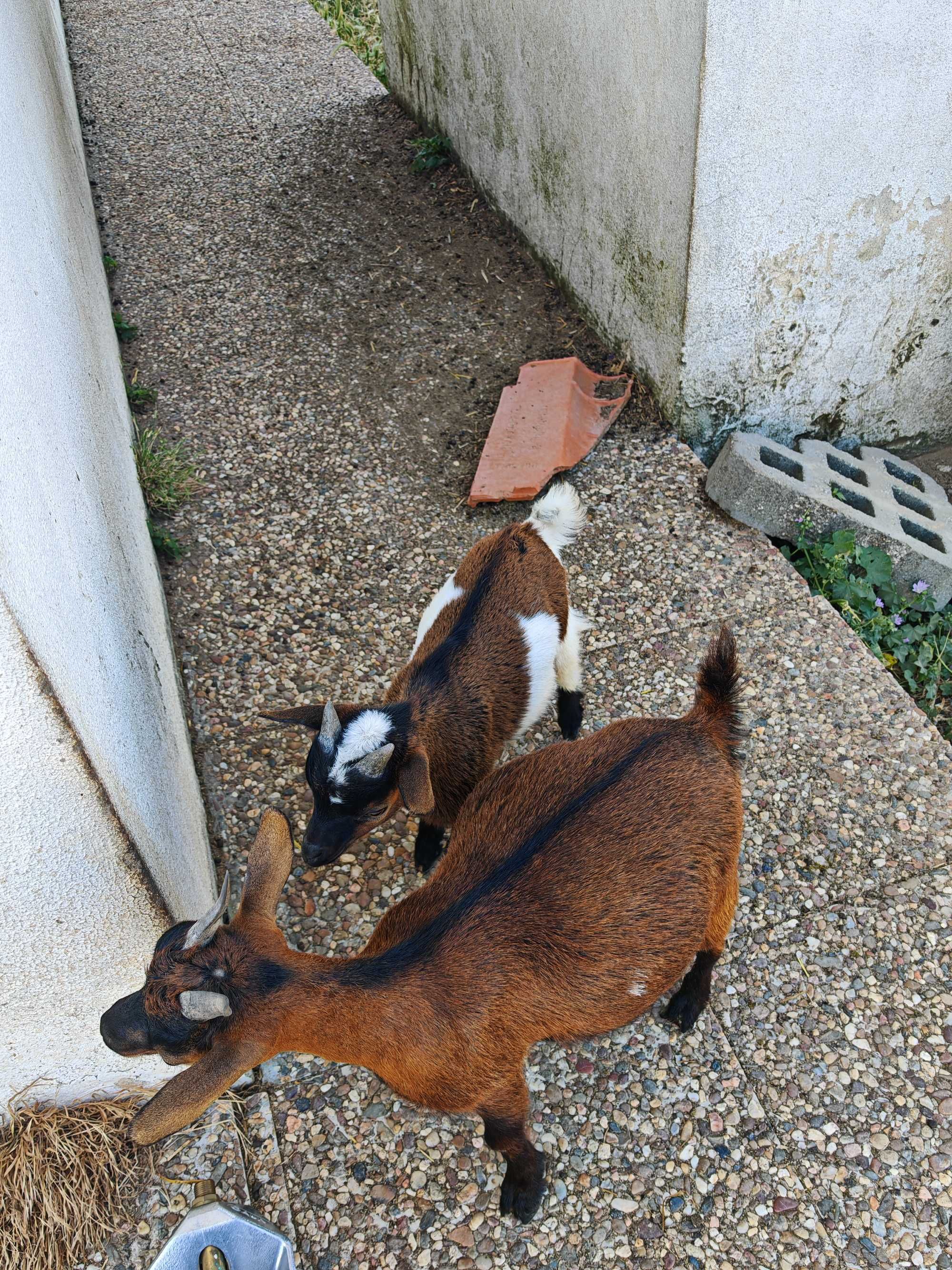Cabrito Anão para venda