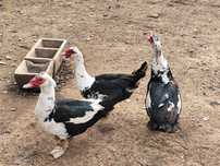 Patos mudos jovens.