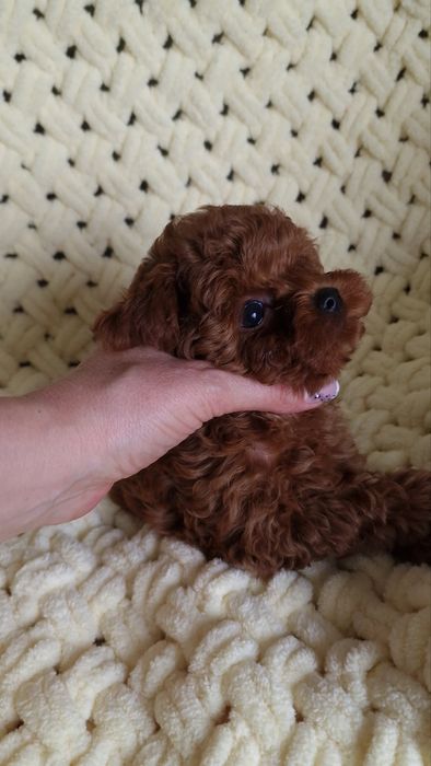 Лялічка, чудовий малесенький хлопчик - Teddy  Baby face