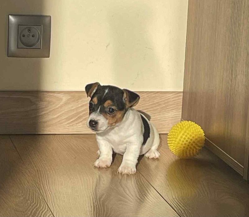 Szczeniak Jack Russell Terrier