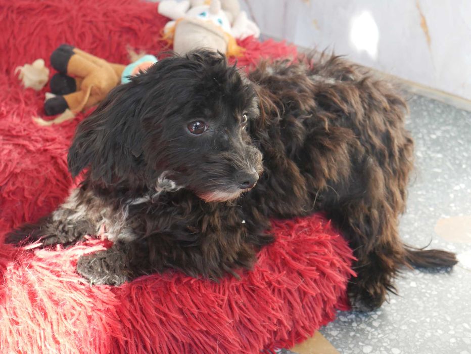 Pudel Miniaturowy -Maltipoo piesek