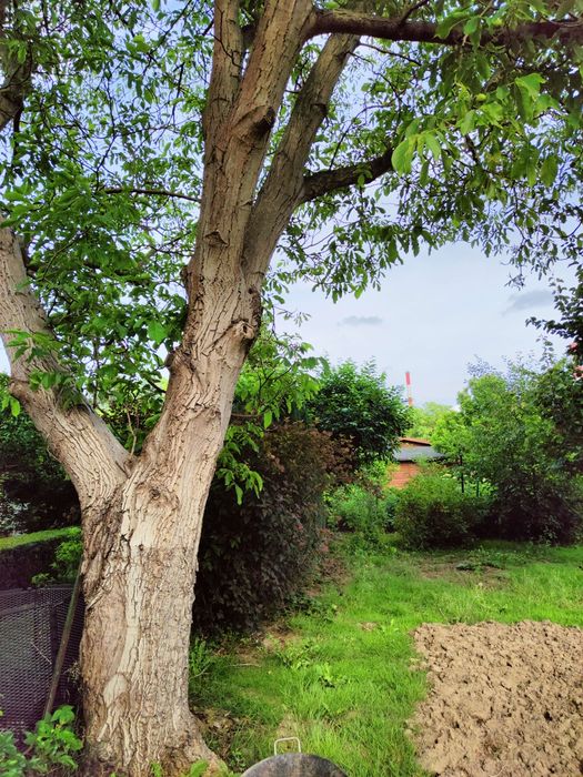 Działka ROD "Nad Jeziorem"