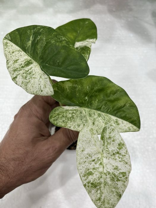 Алоказия macrophylla Splash Adora Batik вариегата
