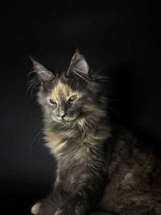 Кішечка мейн-кун зі всіма документами WCF та щепленнями Доставка