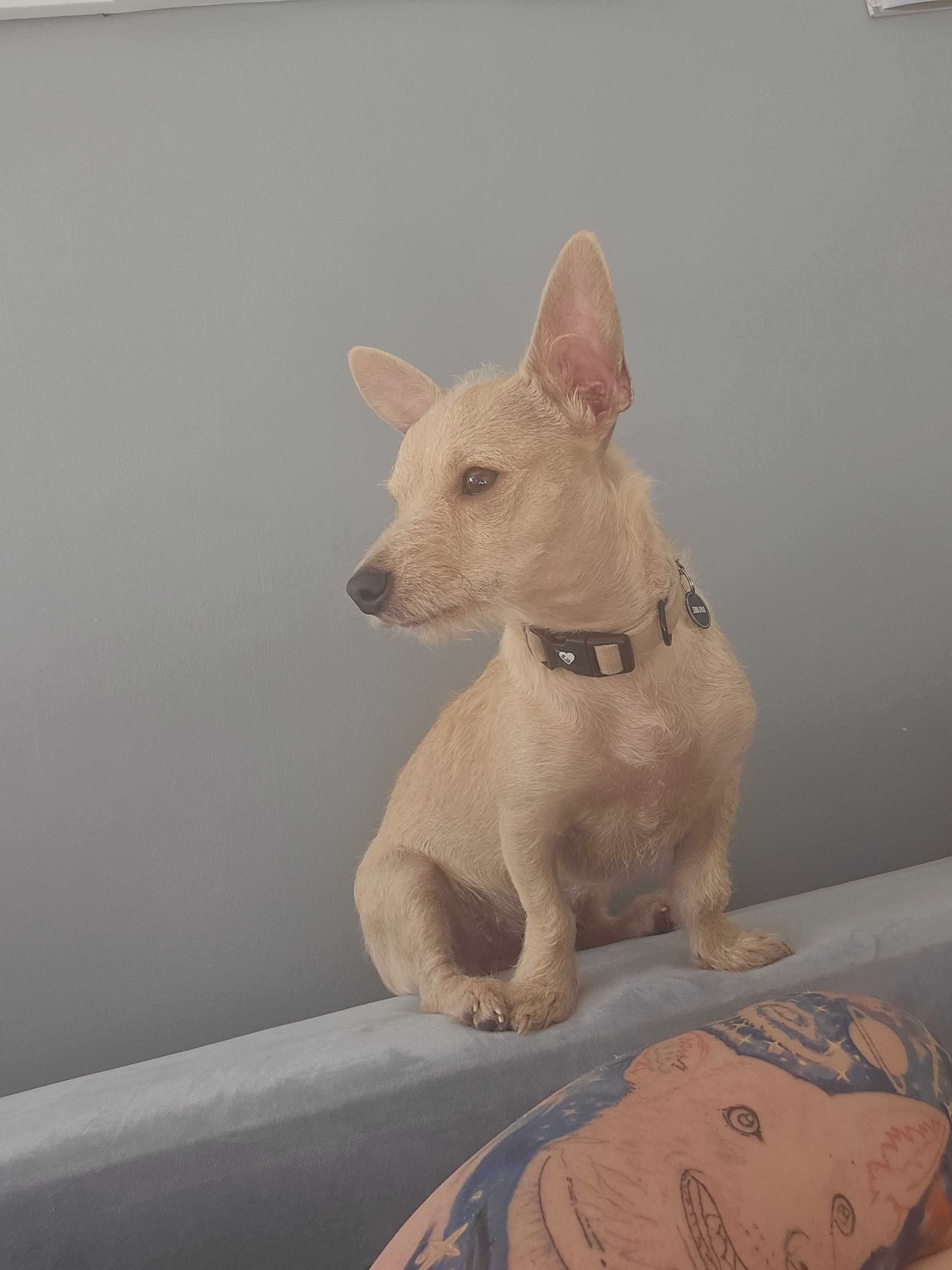 Szila nadal do adopcji!