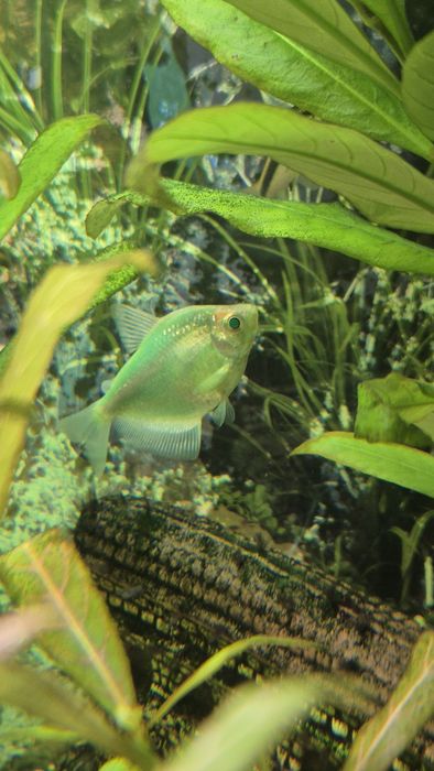 Rybka Tetra 4 kolory