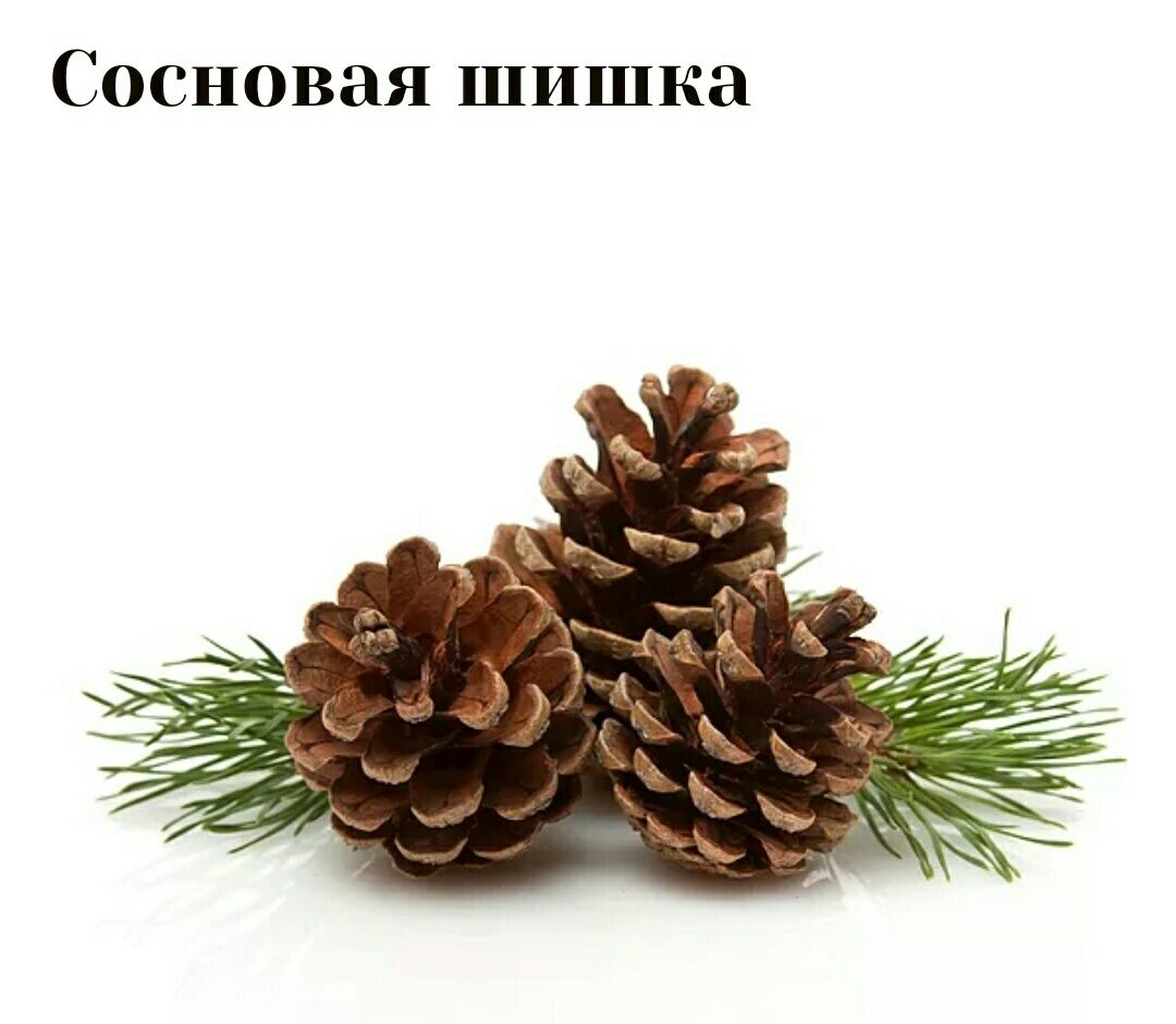 шишки сосновые.2021