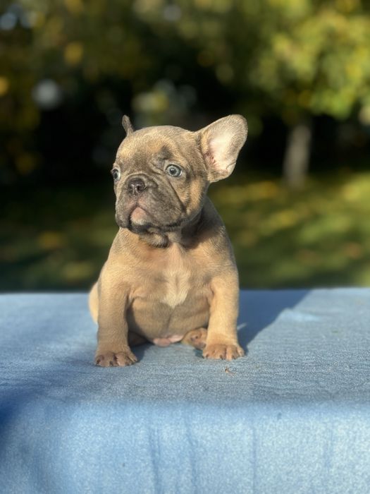 Великий вибір якісних цуценят