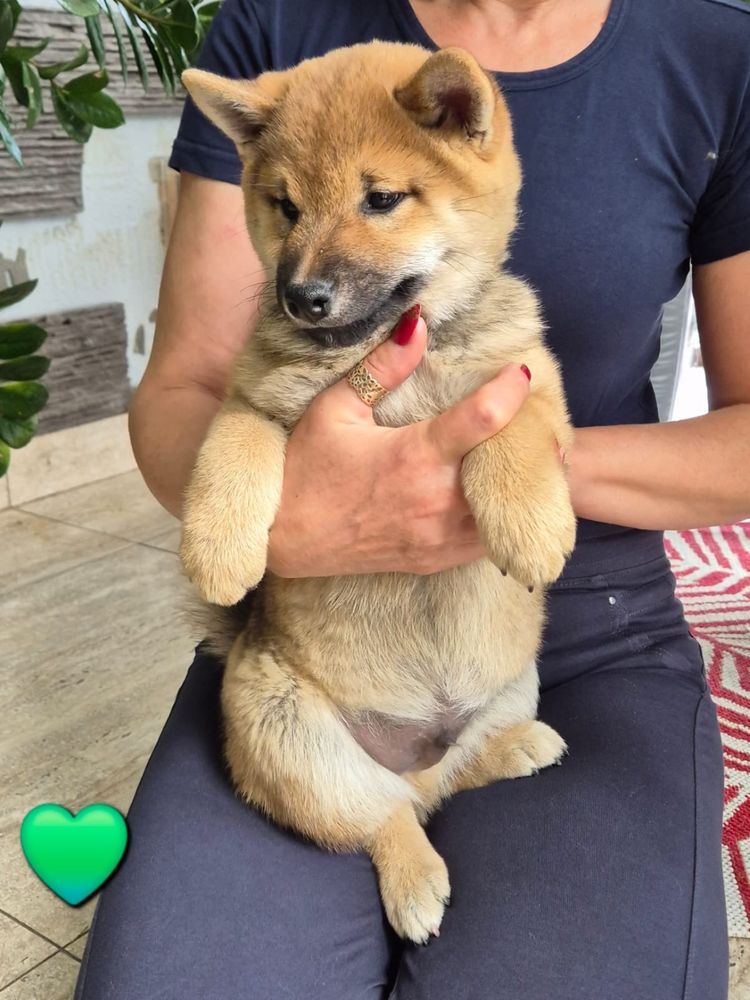 Shiba inu piekny czerwony chlopiec
