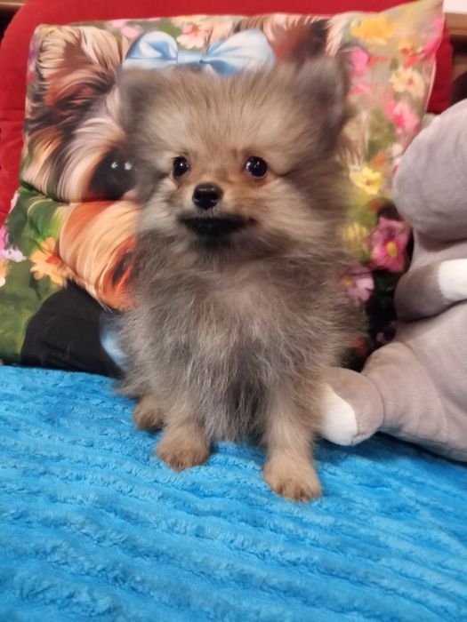 Suczką Szpic miniaturowy malutka