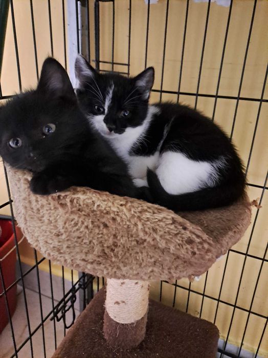 Urocze miziaczki do adopcji