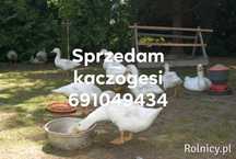 Sprzedam kaczo gęsi wiejskie