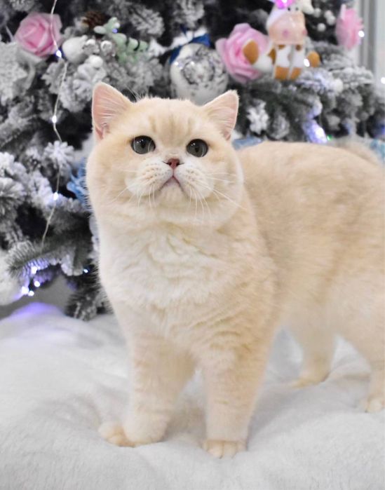 Взрослый британский кот
