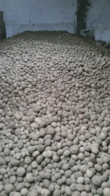 ziemniaki paszowe odpadowe 0,40zł/kg