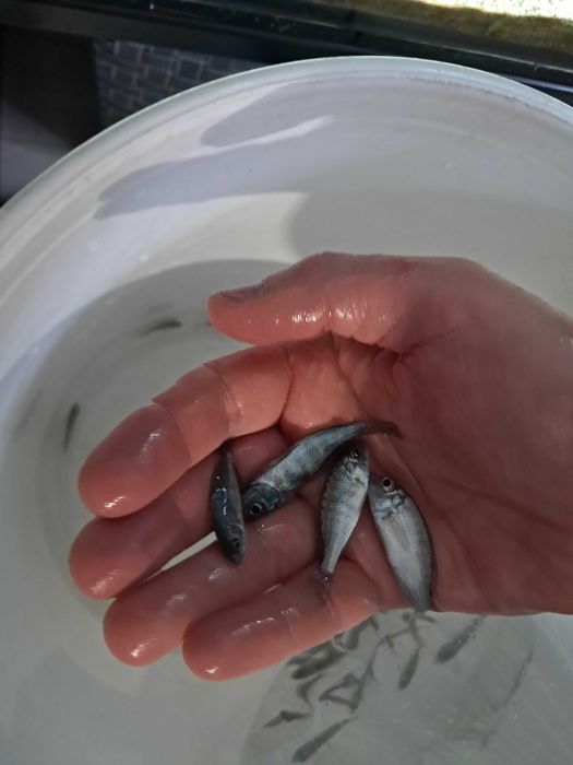 Pyszczaki. Nimbochromis Livingstonii. Cyrtocara moorii,Malawi okazja