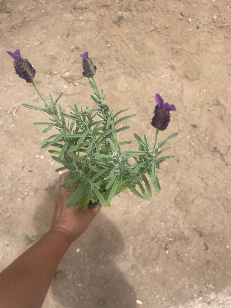 Lavandula stoechas