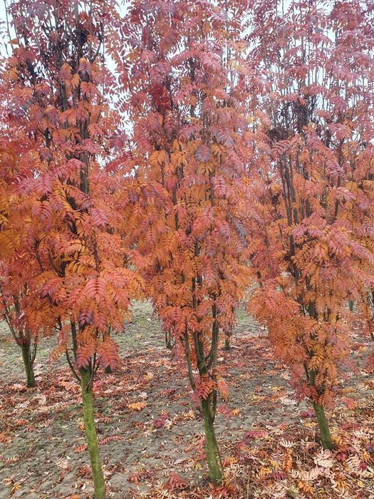 Lipa drobnolistna od 10 do 25cm obwodu