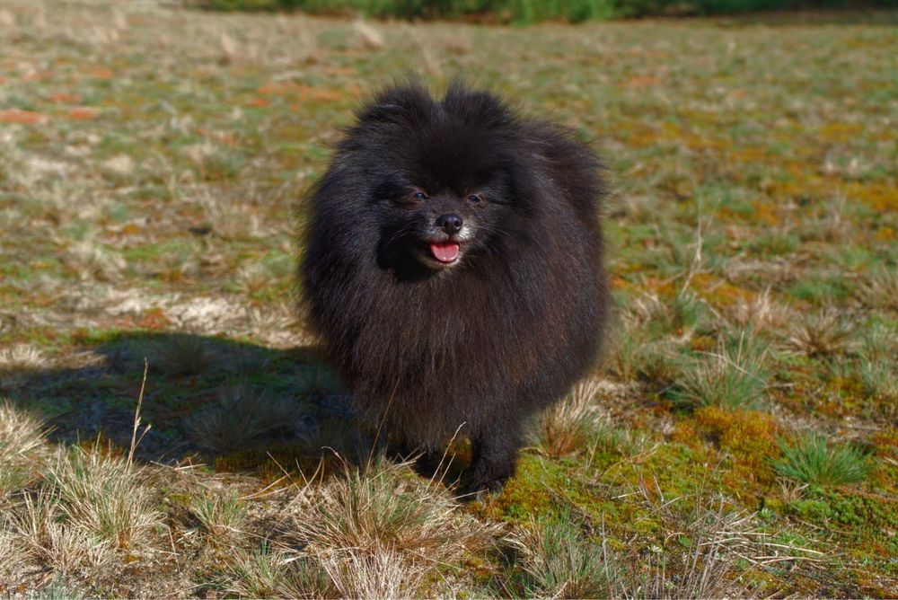 Szpic miniaturowy pomeranian zapowiedz miotu