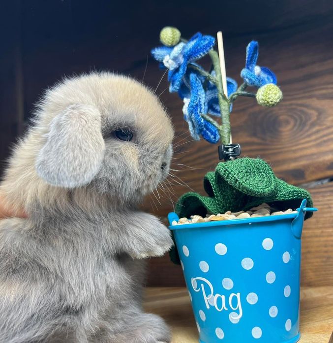 Mini lop karzełek teddy